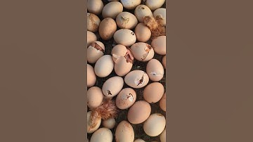 Baby Chick Hatching from Egg 🥚🥚🥚🐣🐥#shorts #trending #viral