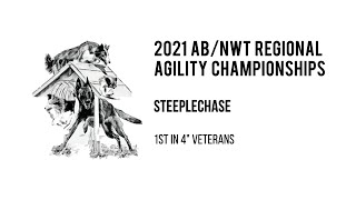 Quasi(modo) @ 2021 AB/NWT Agility Regional Championships. Steeplechase. 1st in 4 Vets.