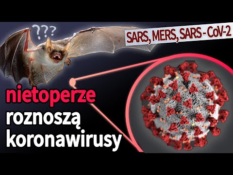 Dlaczego nietoperze roznoszą tyle wirusów (takich jak koronawirus)