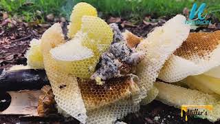 EFFECTS OF THE WAX MOTH ON HONEY BEES