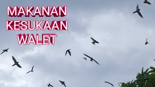 MAKANAN KESUKAAN BURUNG WALET