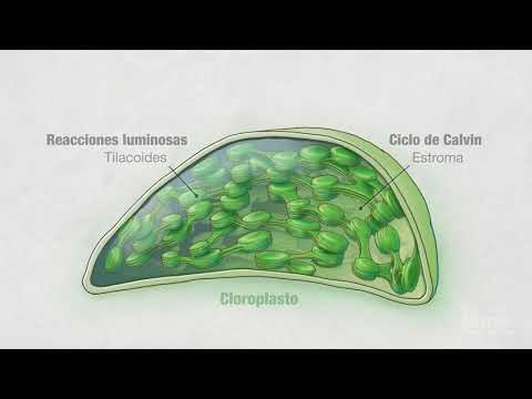 Video: En el cloroplasto, los azúcares se fabrican en un compartimento llamado?