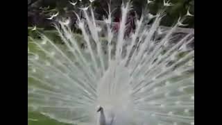 The most beautiful white peacock opening feathers.