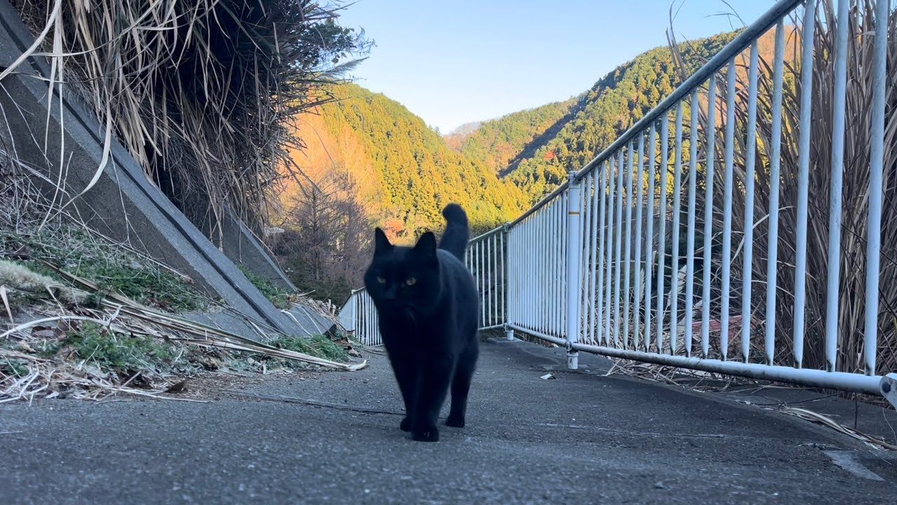 坂道で追いかけてくる黒ねこちゃん No.1086 2025年 12月15