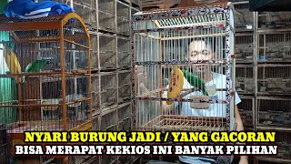 Download Lagu SIDAK HARGA BURUNG GACORAN DIKIOS BURUNG KANG ARIP PASAR BURUNG PRAMUKA TERBARU HARI INI MP3