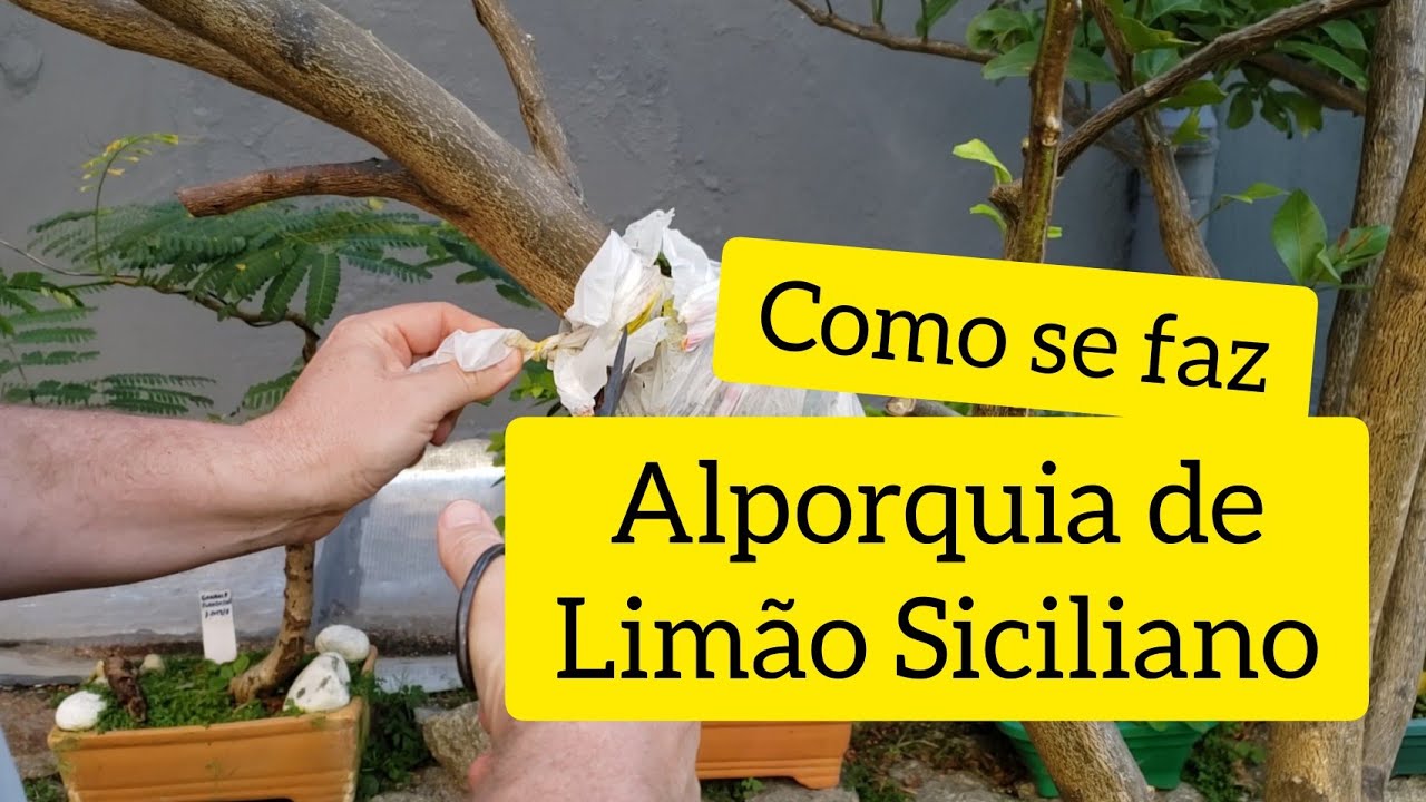 Como se faz para fazer - Alporquia de limão siciliano para futuro bonsai