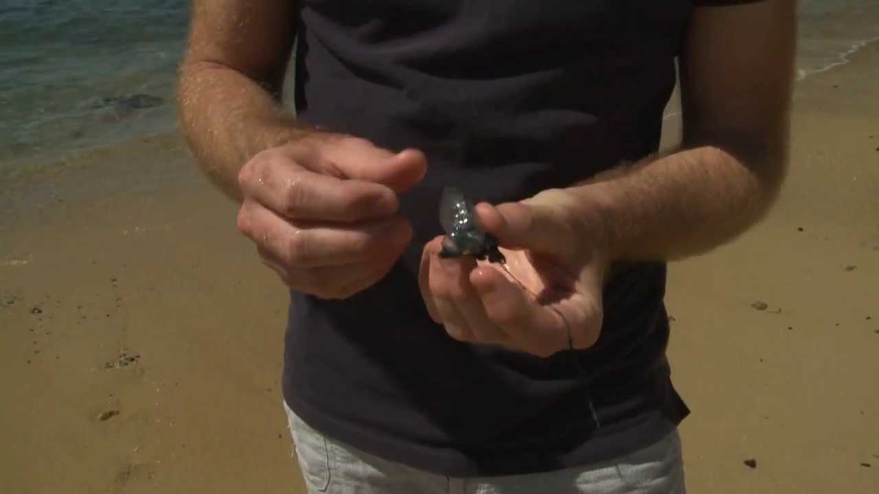 Blue Bottles YouTube