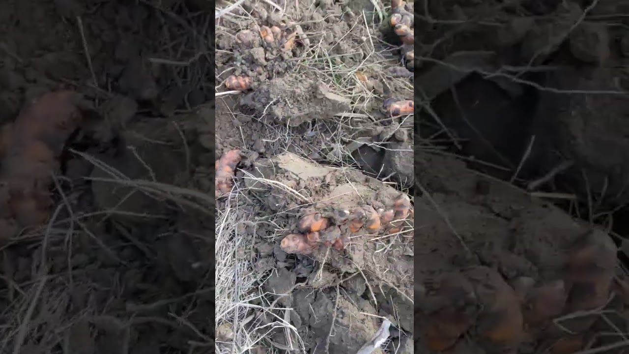 Amazing Organic Turmeric Field! Haldi ki Kheti! Organic Farming