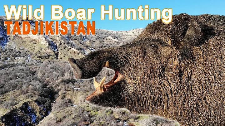 Wild Boar Hunting in Tajikistan / 2019 (Attila Boar Hunting)