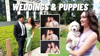 Wedding Season New Puppy