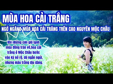 Video: Hoa Cải Trắng