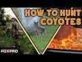 How to hunt coyotes from start to finish