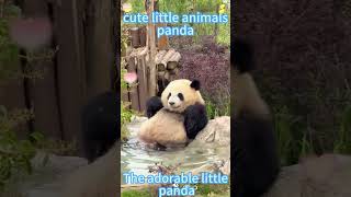 Do You Like Cute Little Pandas?
