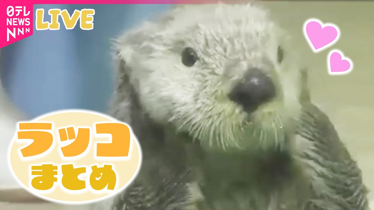 ラッコまとめ】キャッチして…ポイ！ 芸達者なラッコ「キラちゃん」“新