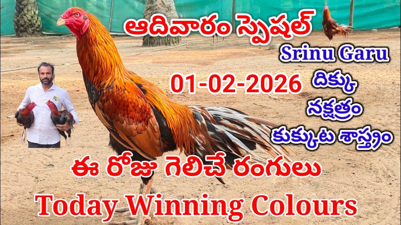 01 February 2026 Today Winning Colours//kukkuta sastram//colour update 