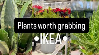 IKEA has PLANTS you cannot ignore 👌🏽