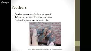 Avian Anatomy and Physiology, Common Diseases Avian Anatomy And Physiology Common Diseases