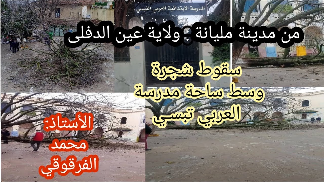 سقوط شجرة في وسط ساحة مدرسة العربي تبسي مدينة مليانة ولاية عين الدفلى الجزائر