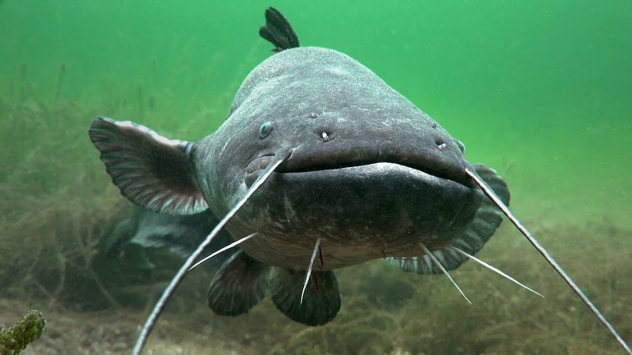 Die mit dem Wels tauchen.