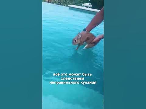 Можно ли мыть кролика? - YouTube
