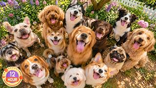 12 Hours Of Dog TV for Dogs to Watch💚Soothing Piano Music to Help Calm Anxiety, Stress & Loneliness💖