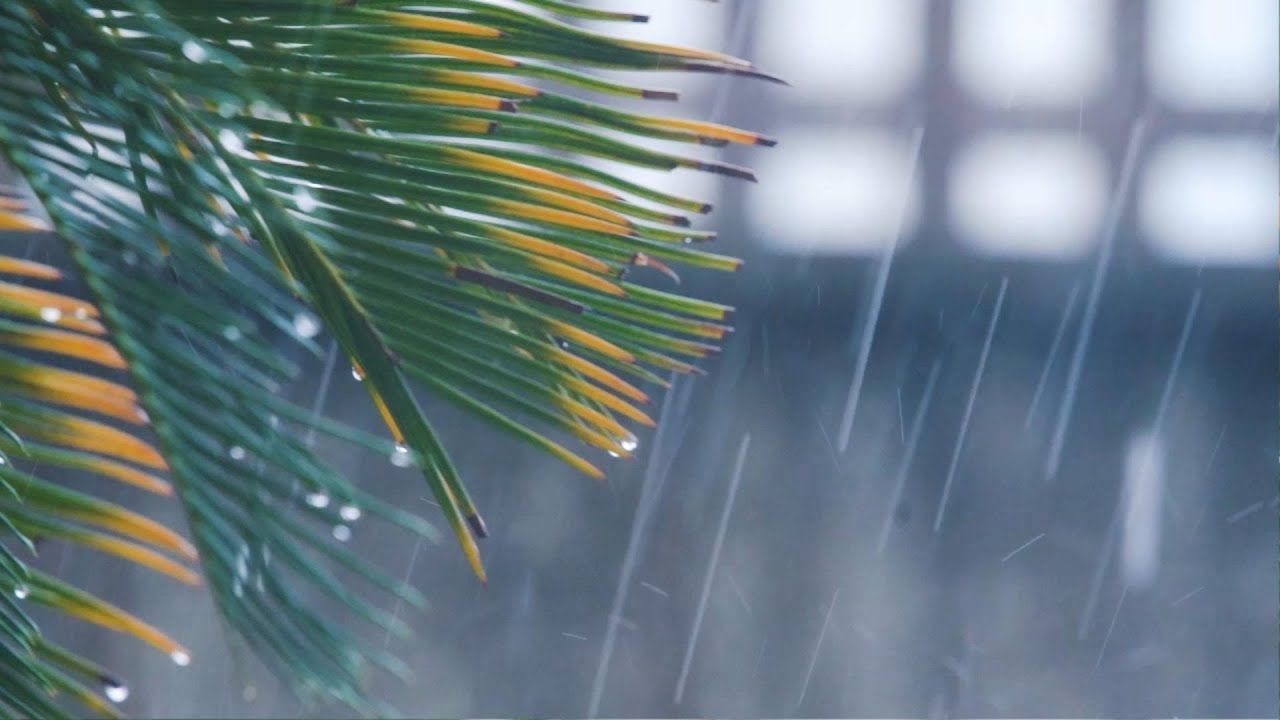 Rain Falling on Plants. Relaxing Rain Sounds for Sleep/Study/Relax/Meditation. 30 min. @Relax Now.