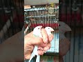 untuk sekarang kita sapih atau kita panen anakan gelatik putih split Holland #birds #finch #gelatik