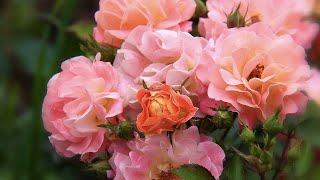 видео: МНОГОЦВЕТКОВЫЕ ОБИЛЬНОЦВЕТУЩИЕ ПОЛИАНТОВЫЕ РОЗЫ. Polyantha Rose. Garden. Beautiful roses. картинка: МНОГОЦВЕТКОВЫЕ ОБИЛЬНОЦВЕТУЩИЕ ПОЛИАНТОВЫЕ РОЗЫ. Polyantha Rose. Garden. Beautiful roses.