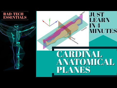 Normal Cardinal Plane CARDINAL ANATOMICAL PLANES -3D |BASIC ANATOMY| - YouTube