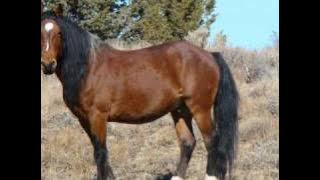 Download lagu Chris Ledoux : God Must Be a Cowboy