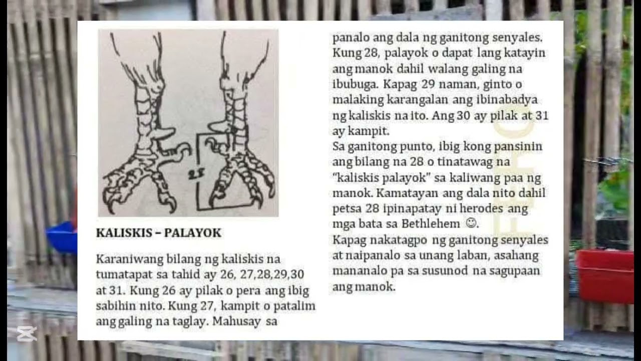 MGA SENYALES NG MANOK PANABONG