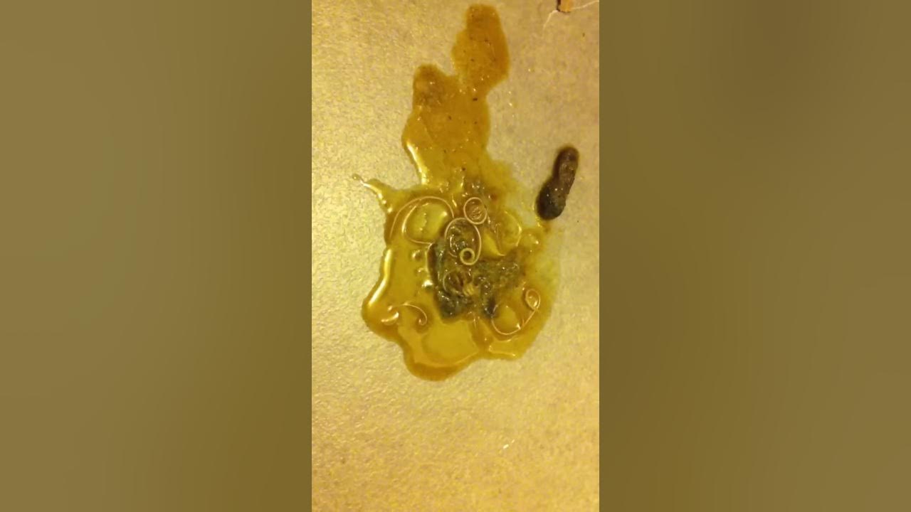 Worms in cat vomit YouTube