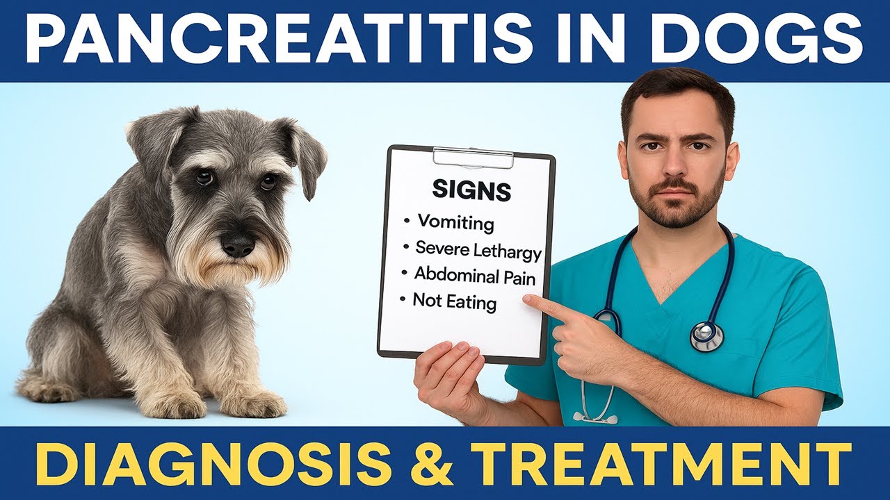 Панкреатит у собак: симптомы, диета и лечение (Ветеринарное руководство) 🐶💥
