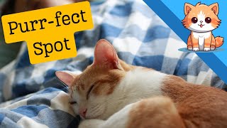 What Your Cats Sleep Spot Reveals About Your Connection:Purrfect Spot