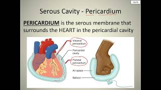 Chapter 1 - Obj 6 - Serous Membranes