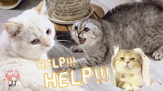 Chuyện Con Mèo Gian Ác Và Cái Kết Bị Đuổi Khỏi Nhà Của Anh Bi Béo | Nhà cô Na #6