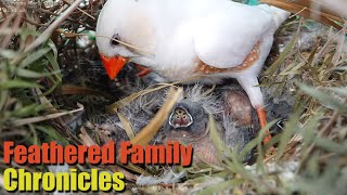 Feathered Family Chronicles Day 11: A Heartwarming Journey of Bird Parents Raising Their Newborns by Awesome World 奇妙世界 56 views 8 hours ago 7 hours, 24 minutes