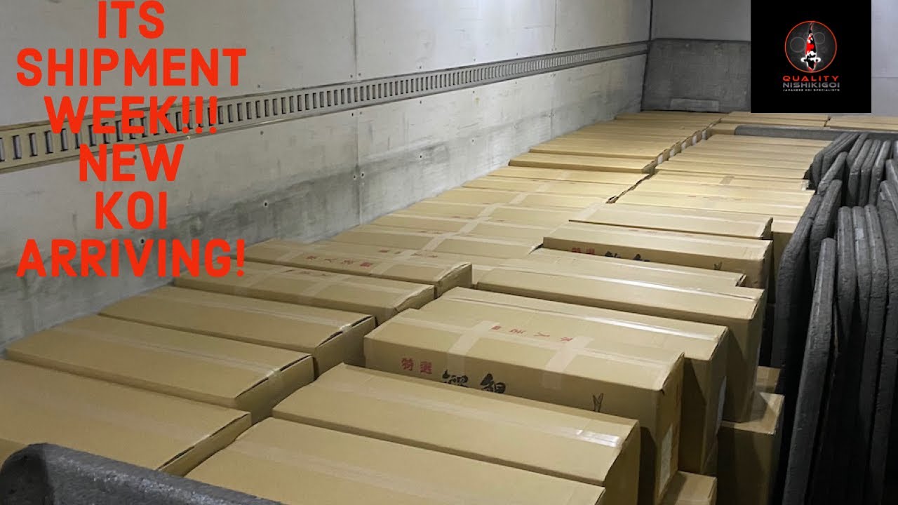 ITS NEW KOI WEEK!! JAPAN SHIPMENT PT1!!