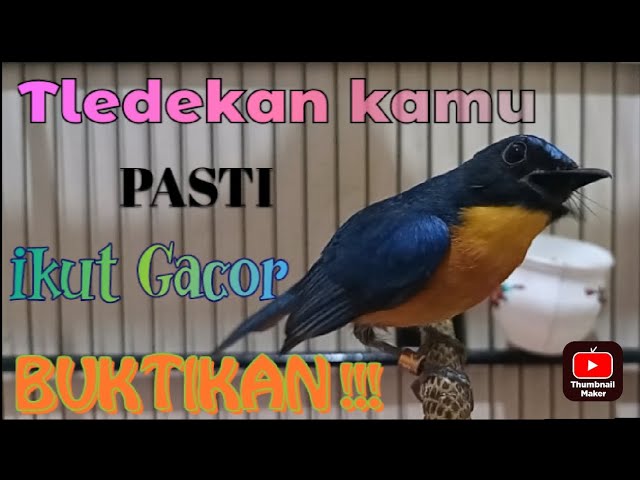 Pancingan Tledekan gunung#Tledekan gunung Gacor#tledekan gacor bongkar materi class=