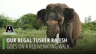 Our Regal Tusker, Rajesh, Goes On A Rejuvenating Walk