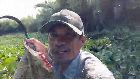 Đặc mười hai cửa ngục dưới sông. Dính cá đã luôn