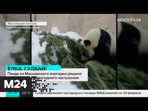 Панда из Московского зоопарка решила избавиться от новогодней елки - Москва 24