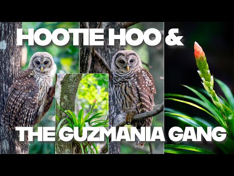 Hootie Hoo &