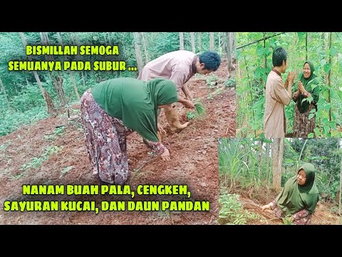 Video: Sayuran Pandan