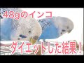 ぽっちゃりインコをダイエットさせました。せっかく痩せたのにとうもろこしをあげたら... 32 Budgerigar