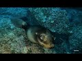 Buceo en Baja California Sur - Diving in Southern California