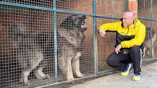 WOULD YOU ALSO DARE TO OPEN THIS CAGE ? ? ? #dog #dogs #pets #pet #doglife #jozodogs