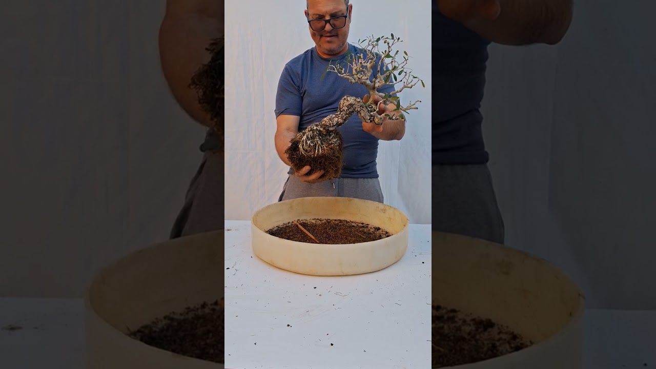 Trasplante de estaca de olivo de 20 años de cultivo. 