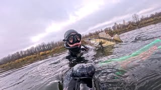 видео: Подводная охота поиск большой рыбы 😀 картинка: Подводная охота поиск большой рыбы 😀