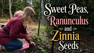 Planting Sweet Peas, Ranunculus and Zinnia Seeds. Zone 5b, Newfoundland. 